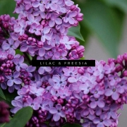 Lilac & Freesia Scented Candle