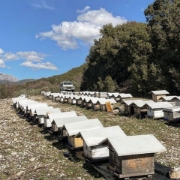Oak  Organic Honey from Vikos National Park - Nomad 
